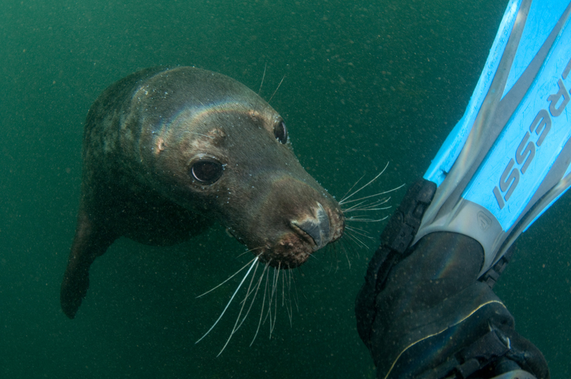 Grey Seal - Halichoerus grypus - Grey Seals
