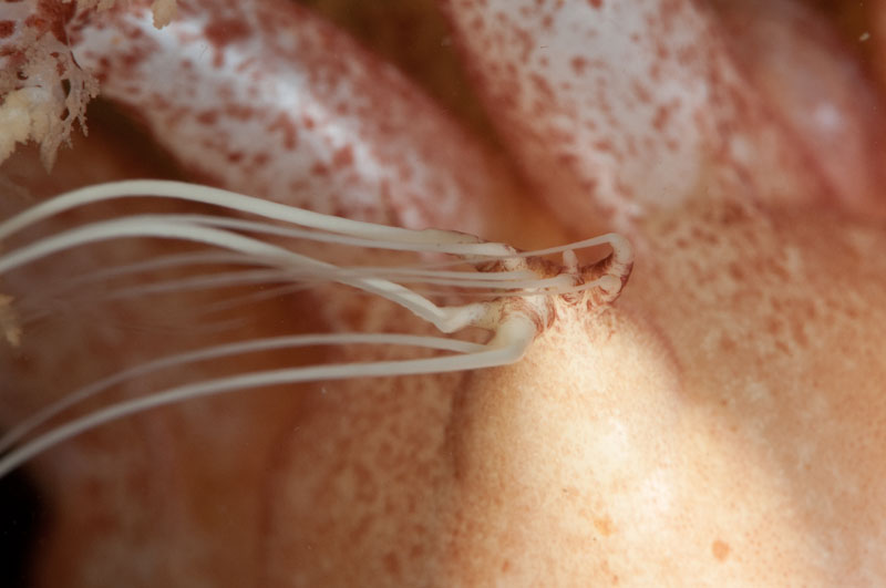 Thyonidium drummondii discharging 'sperm' (spawning) close-up - Behaviour observations