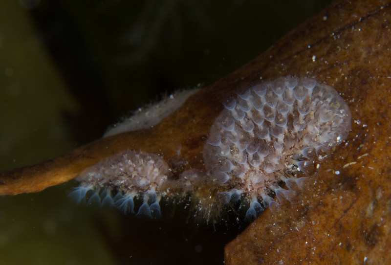Flustrellidra hispida - Sea Firs (Hydrozoa)