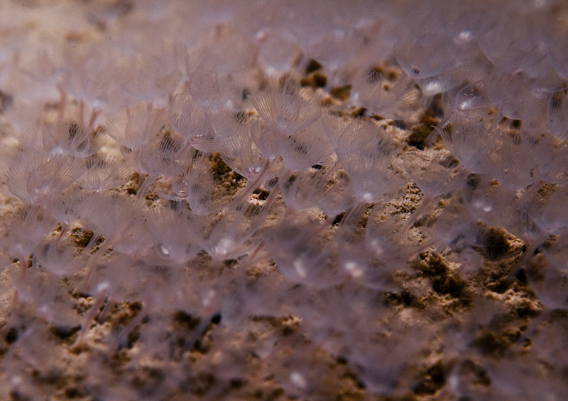 Phoronis hippocrepia - Worms (from various groups)