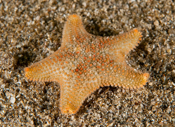 Asterina gibbosa - Starfish (Echinodermata)