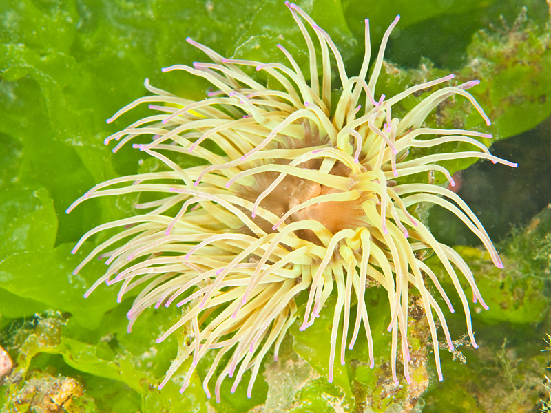 Anemonia viridis - Anemones (Anthozoa)