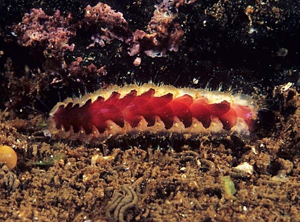 Harmothoe imbricata - Worms (from various groups)