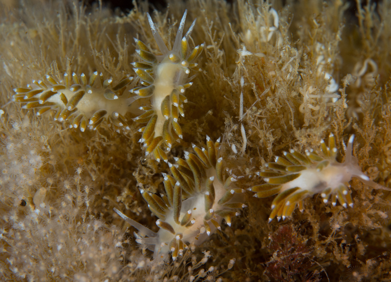 Microchlamylla gracilis var. smaragdina - Sea Slugs & Sea Hares (Nudibranchs etc)