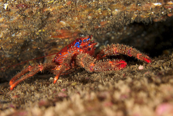Galathea strigosa - Crabs, Lobsters, Shrimps & Prawns etc (Crustacea)