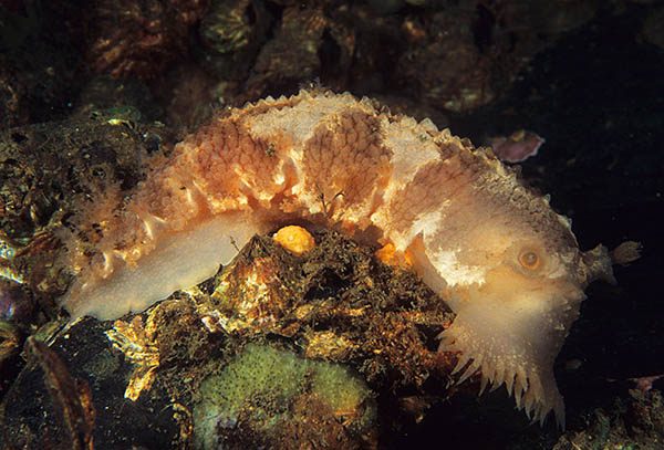 Tritonia hombergii - Sea Slugs & Sea Hares (Nudibranchs etc)