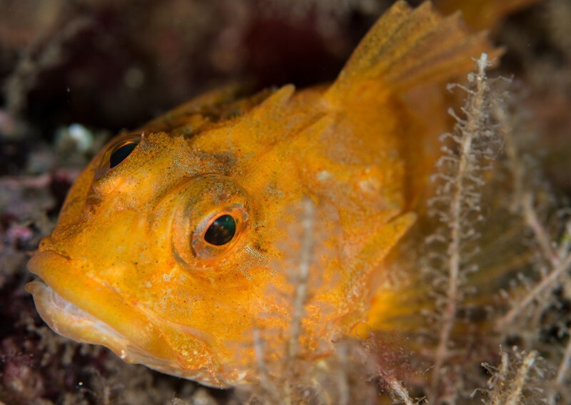 Taurulus bubalis - Fishes – bony and cartilagous (Pisces)