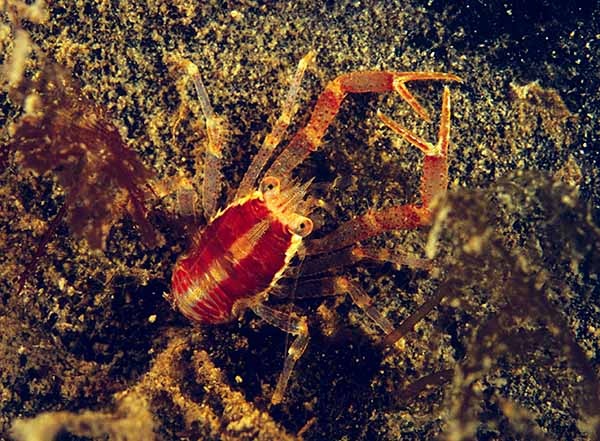 Galathea intermedia - Crabs, Lobsters, Shrimps & Prawns etc (Crustacea)