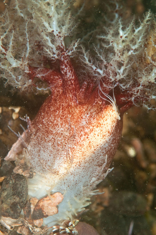 Thyonidium drummondii discharging 'sperm' (spawning) - Behaviour observations