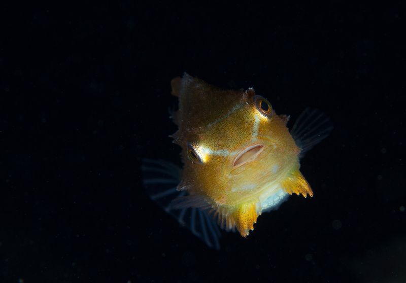 Cyclopterus lumpus - Fishes – bony and cartilagous (Pisces)