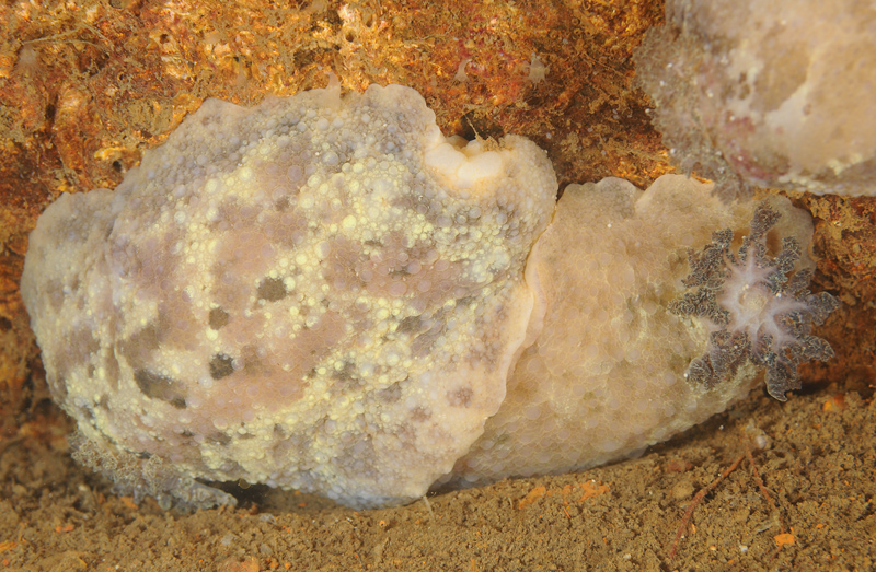 Archidoris pseudoargus copulating - Sea Slugs & Sea Hares (Nudibranchs etc)