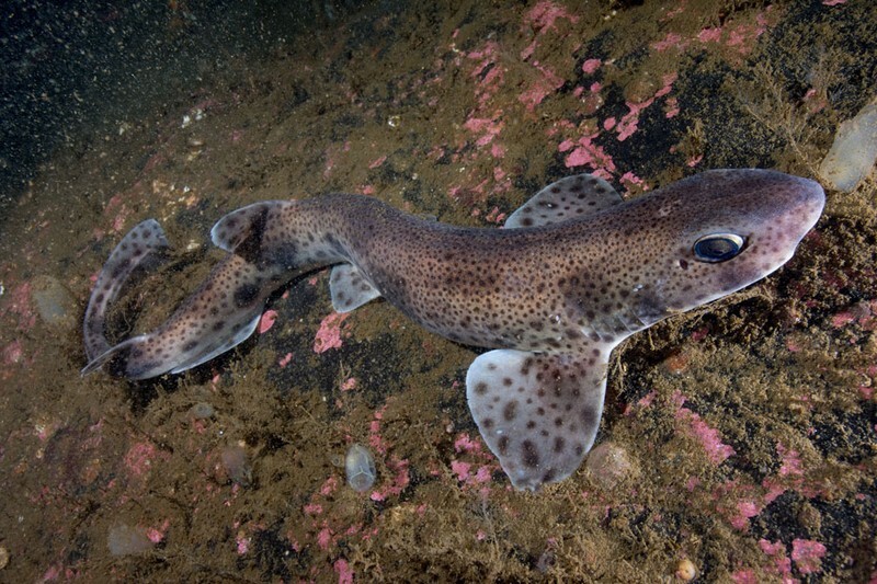 Scyliorhinus canicula - Fishes – bony and cartilagous (Pisces)