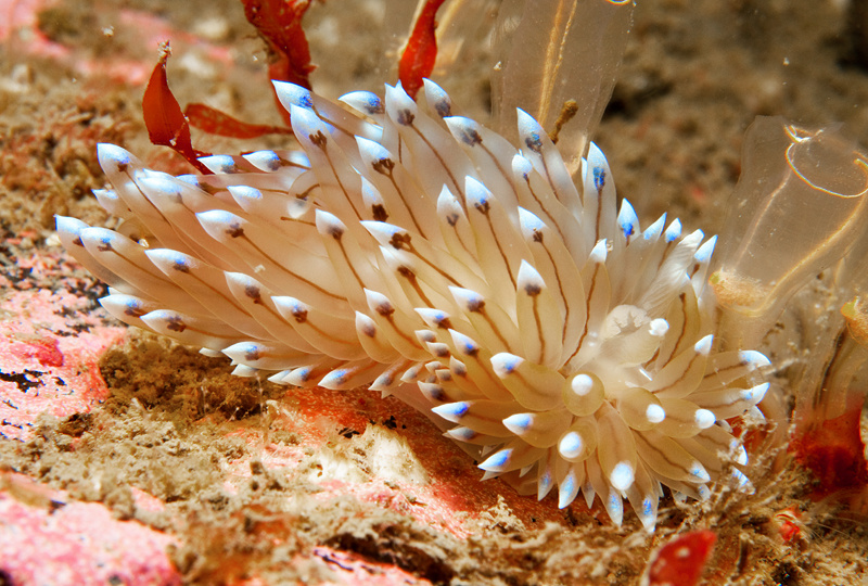 Antiopella cristata - Sea Slugs & Sea Hares (Nudibranchs etc)