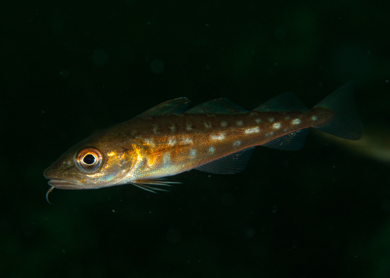 Gadus morhua juvenile - Fishes – bony and cartilagous (Pisces)