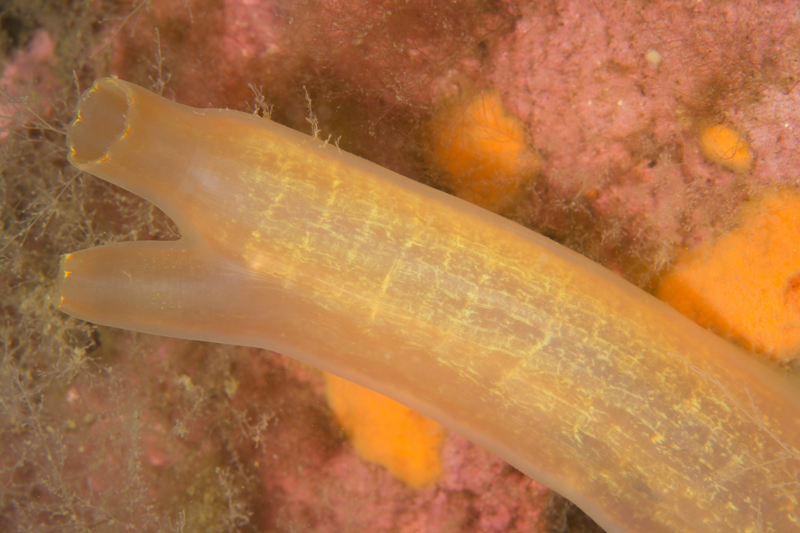 Ciona intestinalis - Sea Squirts (Tunicata)
