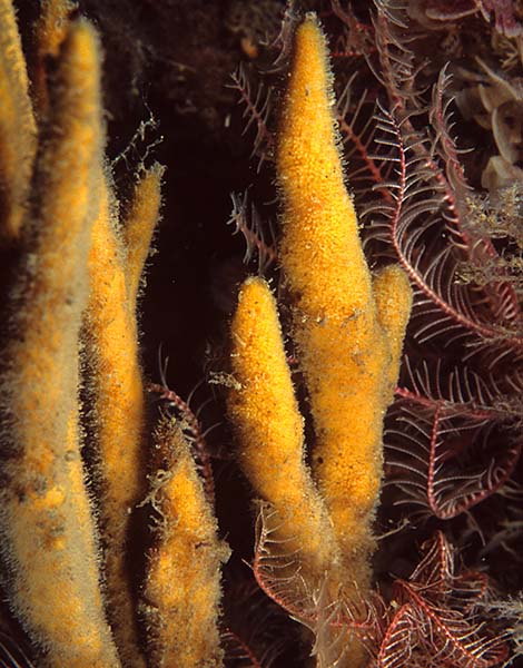 Adreus fascicularis - Sponges (Porifera)