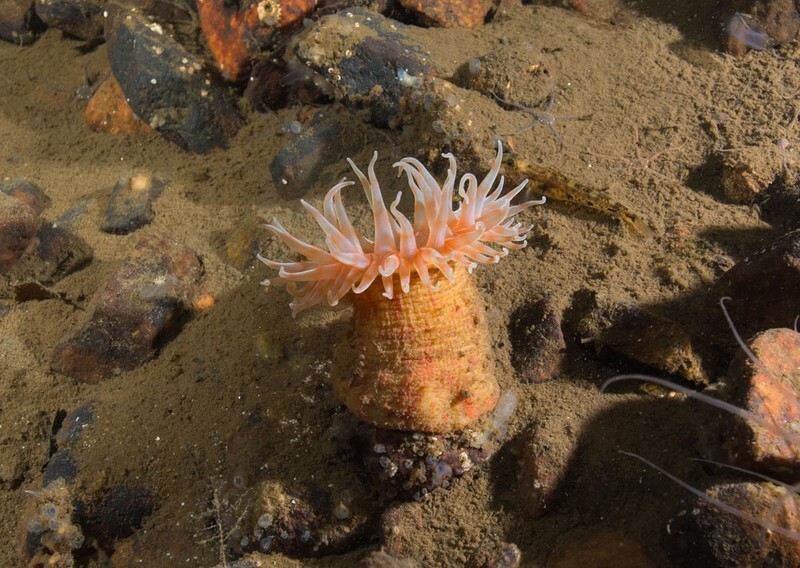 Stomphia coccinea - Anemones (Anthozoa)