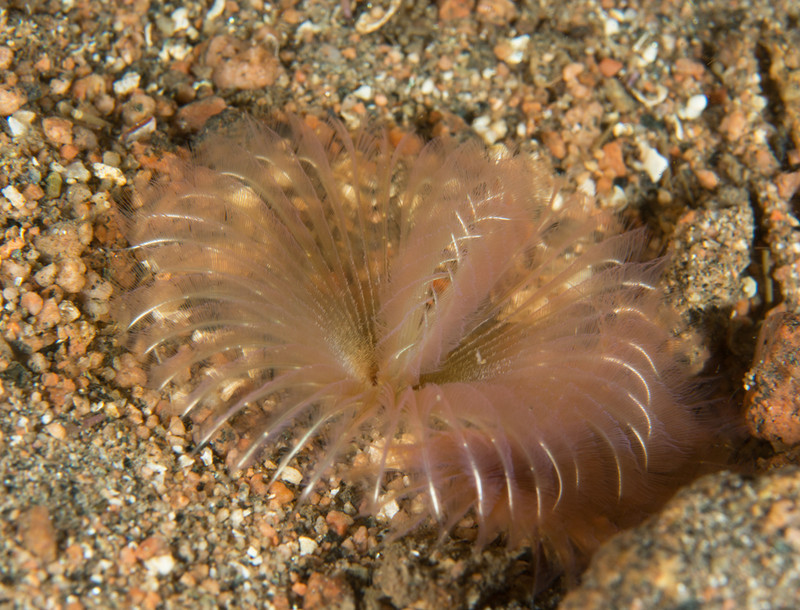 Chone infundibuliformis - Worms (from various groups)