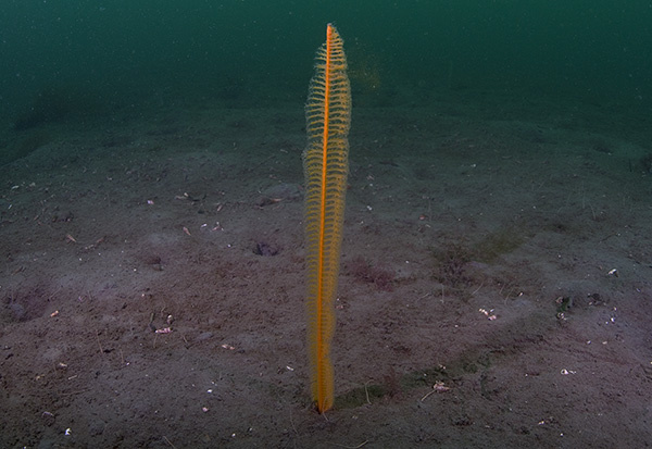 Virgularia mirabilis - Corals (Anthozoa)