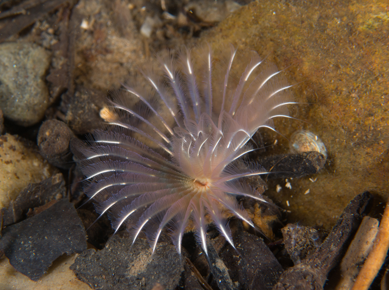 Chone infundibuliformis - Worms (from various groups)