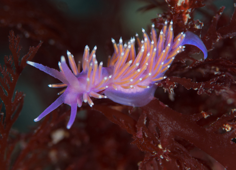 Edmundsella pedata - Sea Slugs & Sea Hares (Nudibranchs etc)