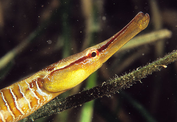 Entelurus aequorus - Fishes – bony and cartilagous (Pisces)