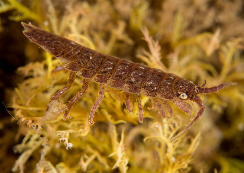 Idotea balthica - Crabs, Lobsters, Shrimps & Prawns etc (Crustacea)
