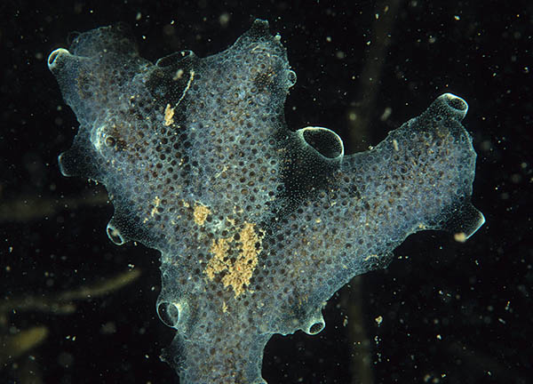 Diplosoma listerianum - Sea Squirts (Tunicata)