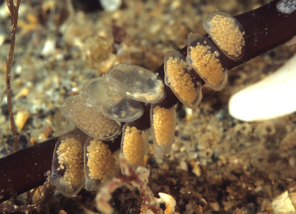 Hinia reticulata egg capsules - Sea Snails, Bivalves & Lamp Shells (Mollusca etc)