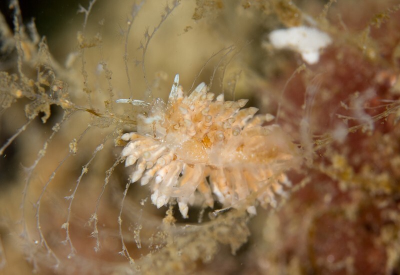 Eubranchus vittatus - Sea Slugs & Sea Hares (Nudibranchs etc)