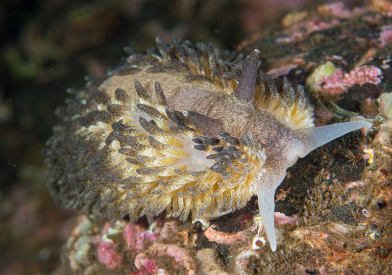 Aeolidia papillosa - Sea Slugs & Sea Hares (Nudibranchs etc)