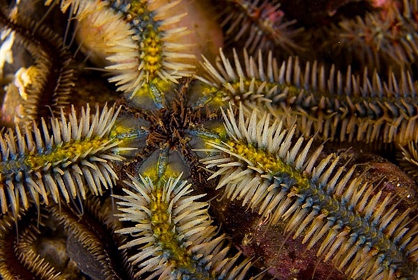 Ophiothrix fragilis - Starfish (Echinodermata)