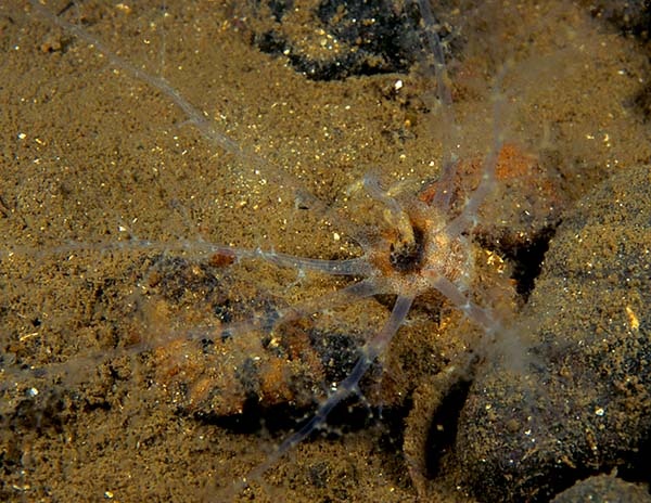 Thyone fusus - Sea Cucumbers (Echinodermata)