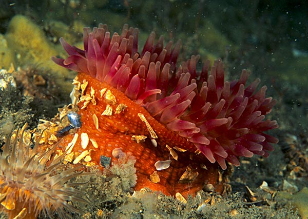Urticina felina - Anemones (Anthozoa)