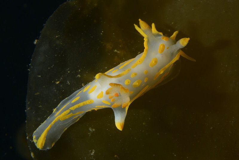 Polycera quadrilineata - Sea Slugs & Sea Hares (Nudibranchs etc)