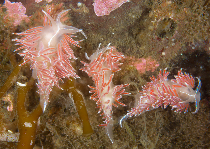 Fjordia sp. - Sea Slugs & Sea Hares (Nudibranchs etc)
