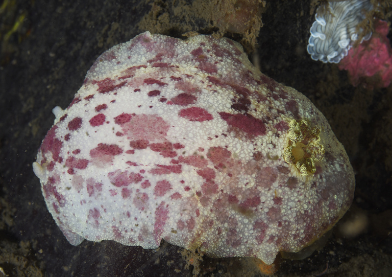 Archidoris pseudoargus - Sea Slugs & Sea Hares (Nudibranchs etc)