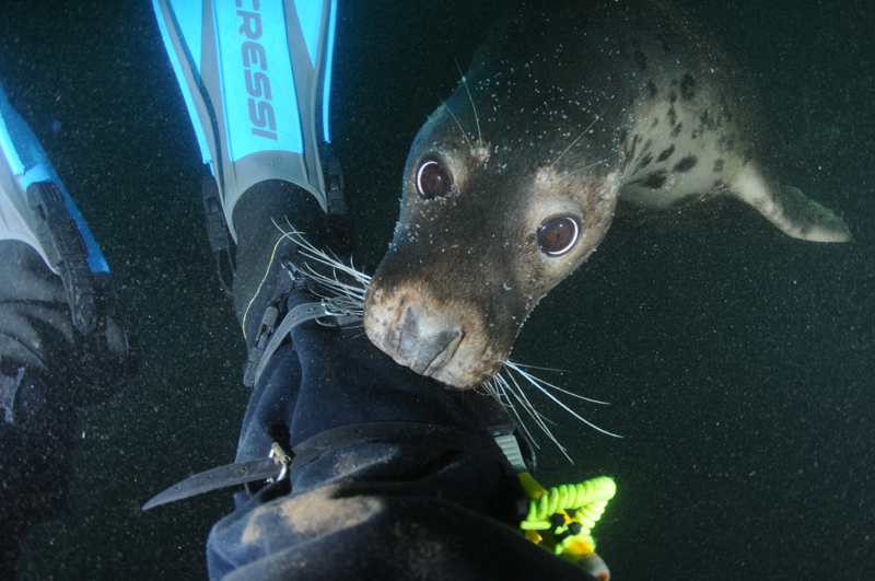 Grey Seal - Halichoerus grypus - Grey Seals