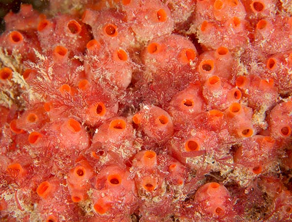 Dendrodoa grossularia - Sea Squirts (Tunicata)