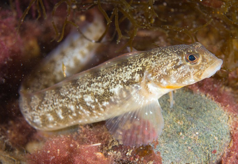 Zoarces viviparus - Fishes – bony and cartilagous (Pisces)