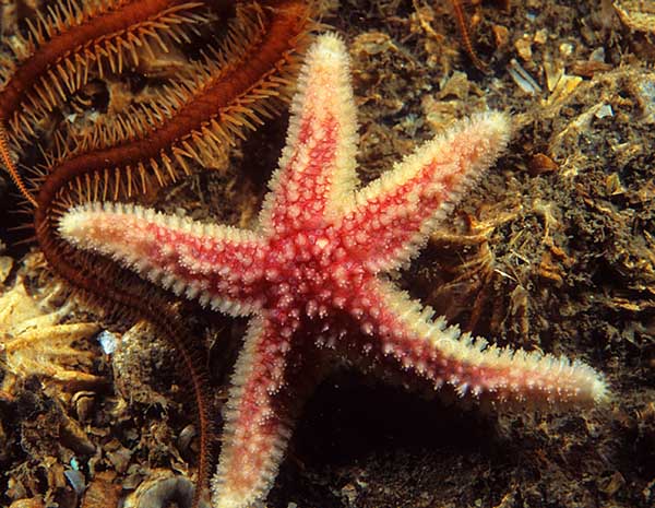 Leptasterias muelleri - Starfish (Echinodermata)