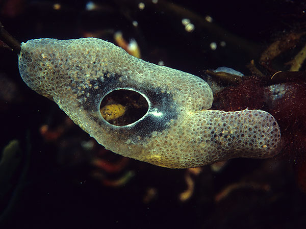 Diplosoma listerianum - Sea Squirts (Tunicata)
