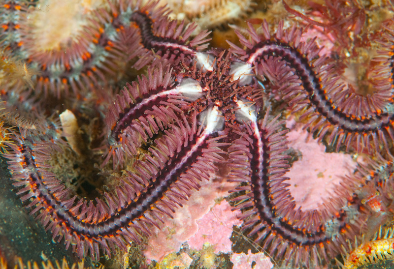 Ophiothrix fragilis - Starfish (Echinodermata)