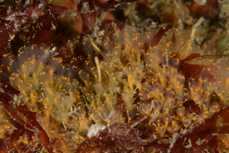 Pycnoclavella aurilucens - Sea Squirts (Tunicata)