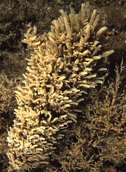 Leucosolenia sp. - Sponges (Porifera)