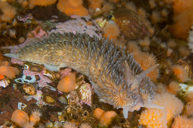 Aeolidia papillosa - Sea Slugs & Sea Hares (Nudibranchs etc)