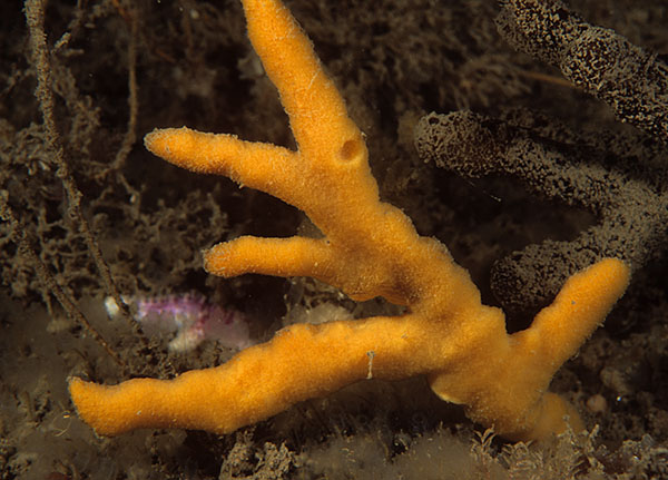 Axinella dissimilis - Sponges (Porifera)