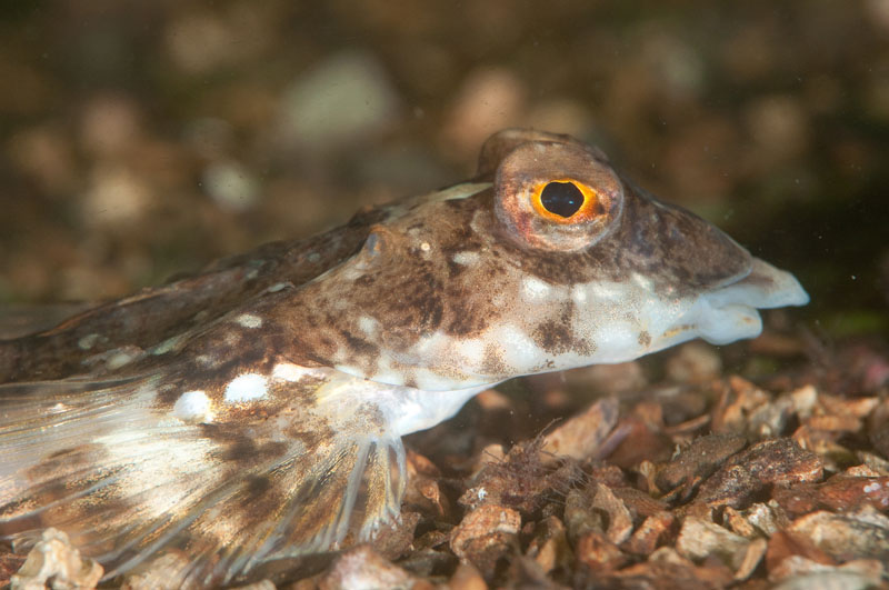 Callionymus lyra - Fishes – bony and cartilagous (Pisces)