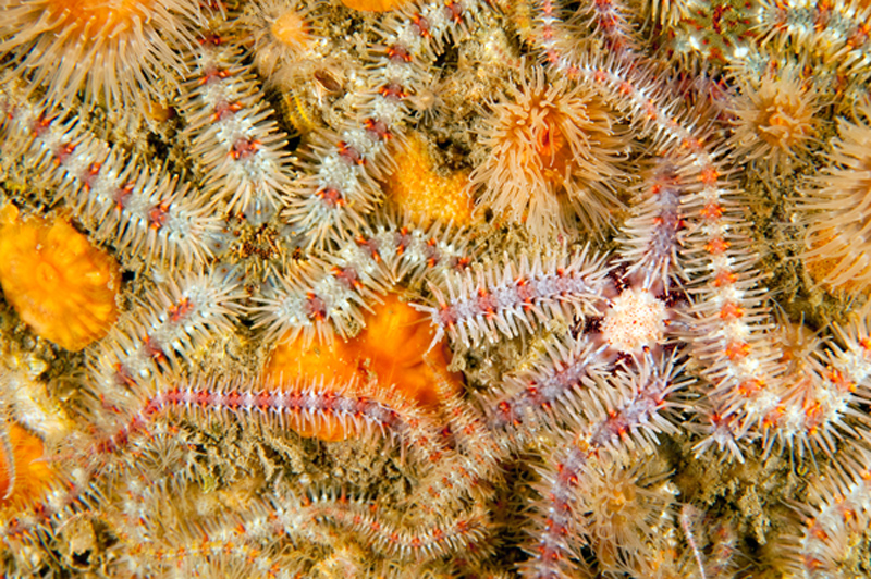 Ophiothrix fragilis - Starfish (Echinodermata)