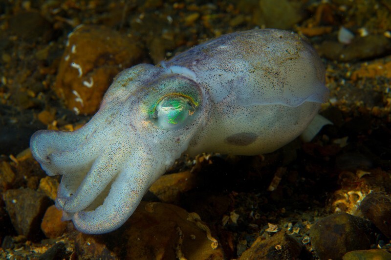 Rossia macrosoma - Octopus, Squid & Cuttlefish (Cephalopoda)